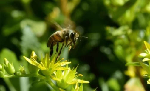 Abeja polinizando una flor en primavera