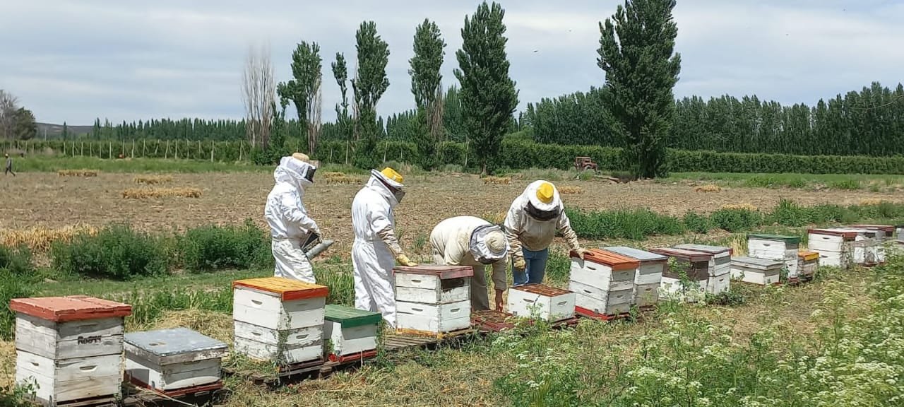 Equipo de Campos con Vida trabajando en una estación de colmenas en campo